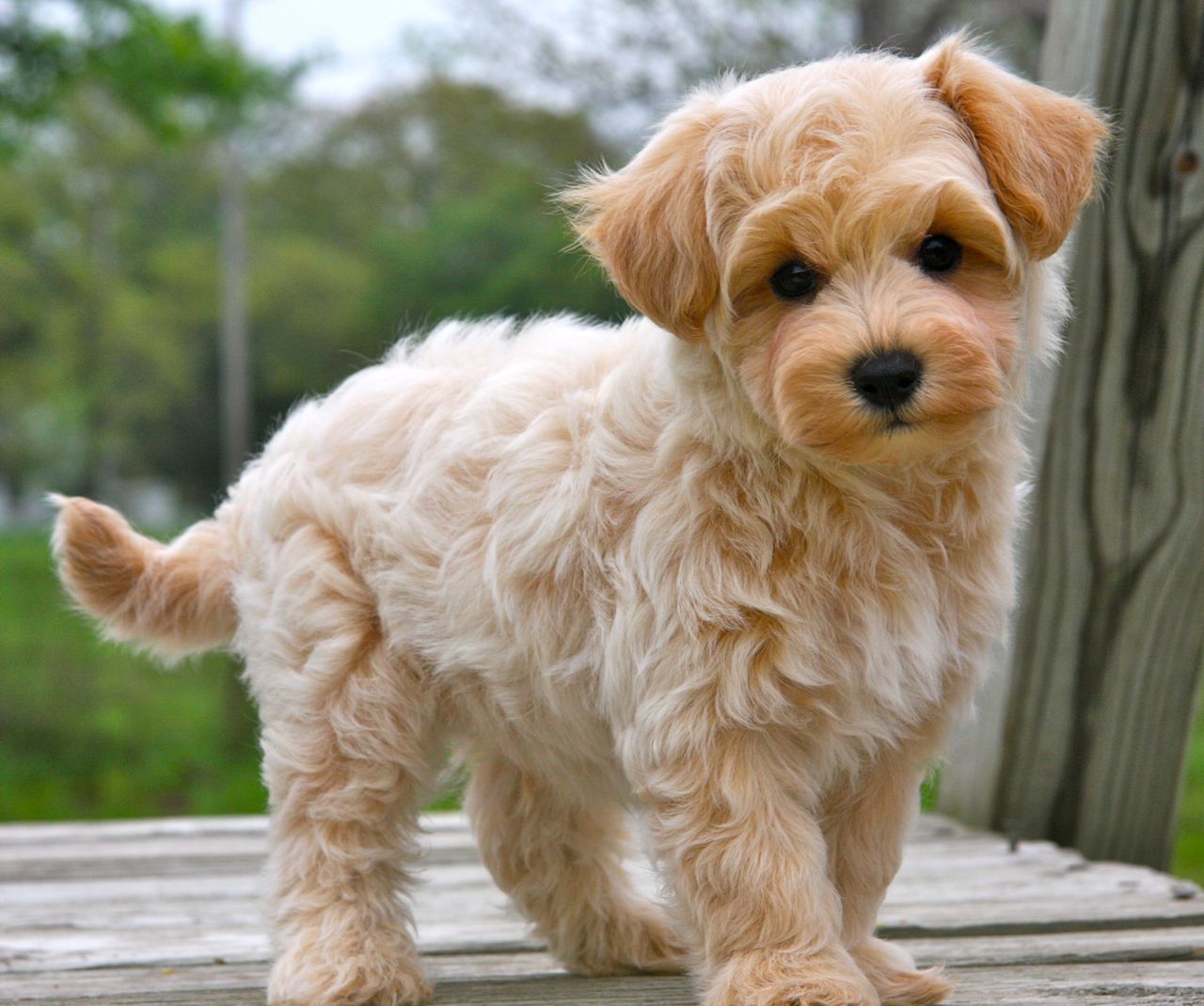 Maltipoo: Poodle com Maltês