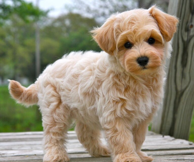 maltipoo1