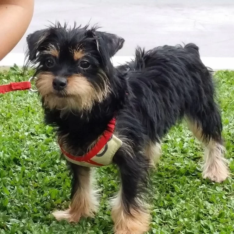 Pinscher com Poodle