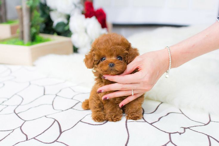 Poodle Caramelo Teacup