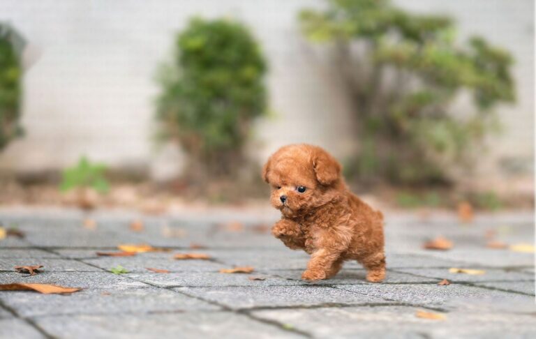 Poodle Teacup