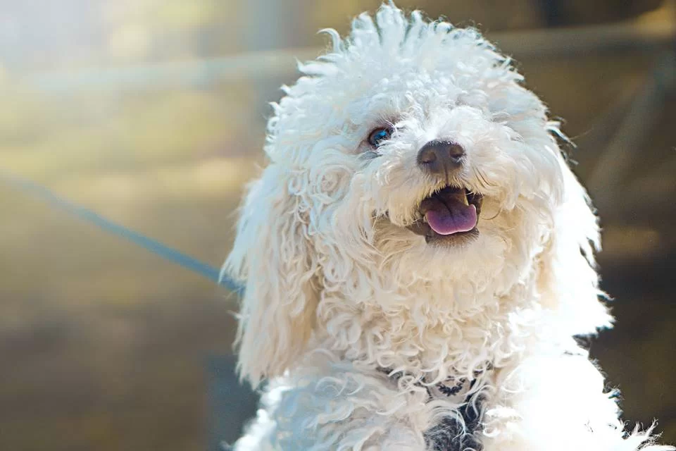 Saiba tudo sobre o Poodle com Vira-lata - Viva Poodle