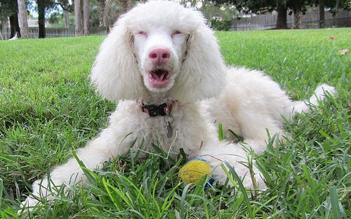 Poodle Albino